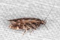 Aristotelia ericinella