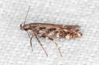 Aristotelia ericinella