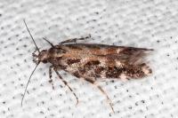 Aristotelia ericinella