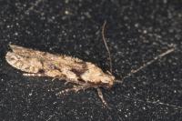 Carpatolechia decorella