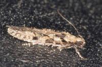 Carpatolechia decorella