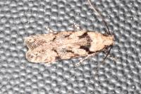 Carpatolechia decorella