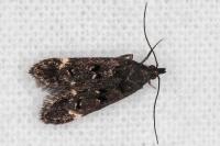 Dichomeris alacella