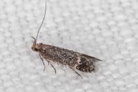 Pragmatodes melagonella