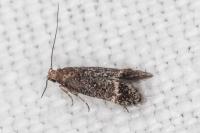 Pragmatodes melagonella