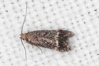 Pragmatodes melagonella