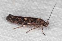 Teleiopsis diffinis
