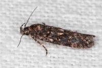 Teleiopsis diffinis