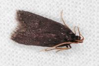 Homaloxestis briantiella