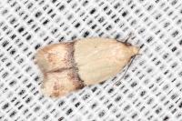 Odites kollarella