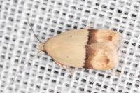 Odites kollarella