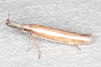Pleurota aristella