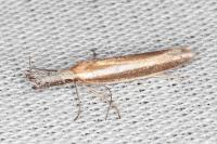 Pleurota aristella