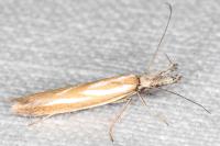 Pleurota honorella/tabelli
