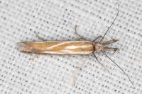 Pleurota honorella/tabelli