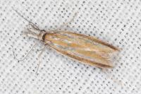 Pleurota honorella/tabelli