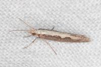 Plutella xylostella