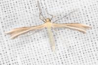 Merrifieldia garrigae