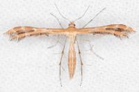 Oxyptilus