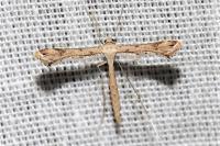 Stenoptilodes taprobanes