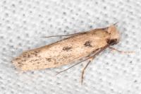 Anomalotinea liguriella