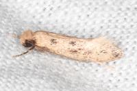 Anomalotinea liguriella