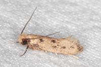 Anomalotinea liguriella