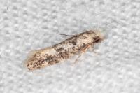 Infurcitinea
