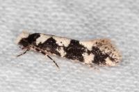 Neurothaumasia ankerella