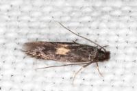 Neurothaumasia tenuipennella