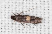 Neurothaumasia tenuipennella