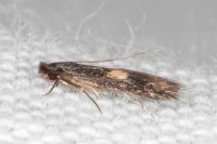 Neurothaumasia tenuipennella