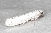 Yponomeuta