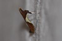 Caloptilia stigmatella