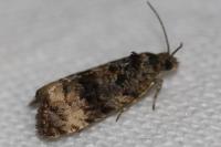 Endothenia gr. gentianaeana