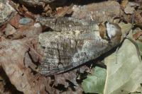 Cossus cossus