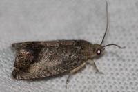 Cydia splendana