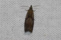 Dichrorampha
