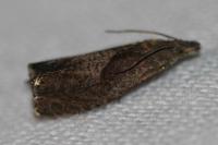 Dichrorampha