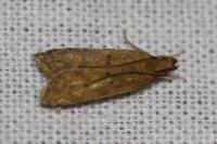 Helcystogramma lutatella