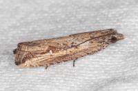Bactra venosana