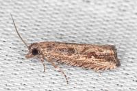 Bactra venosana