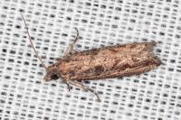 Bactra venosana