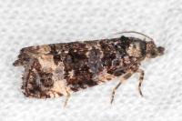 Endothenia marginana