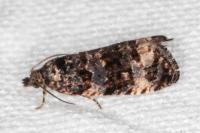 Endothenia marginana