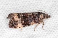 Endothenia marginana
