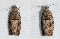 Eudemis profundana