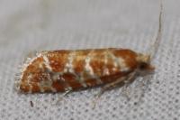 Rhyacionia pinicolana