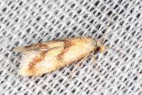 Aethes bilbaensis