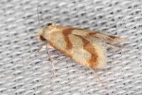 Aethes bilbaensis